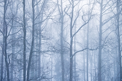 forêt d’hiver 2