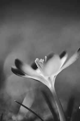 Black & white close-up flower
