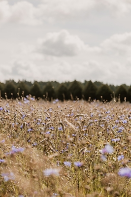 Swedish meadow with cornflower