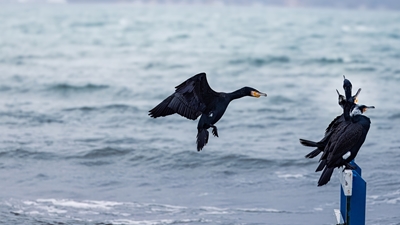 Um corvo-marinho que pousa.