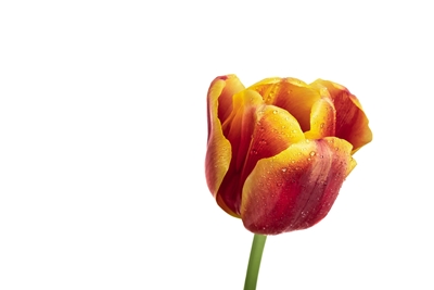 Eine einsame Tulpe