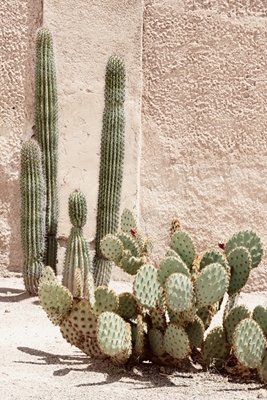 Pastel Wall Cactus