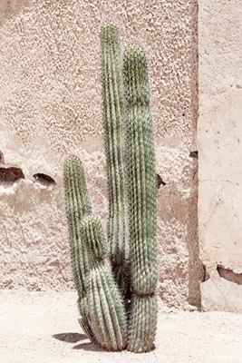 Cactus Terracotta Wall