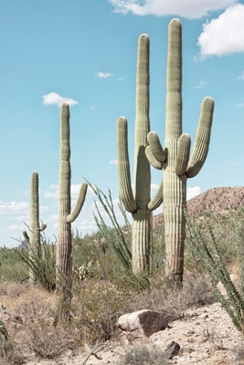 Vier Cactus