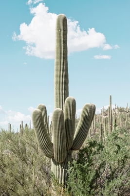 Groene Cactus