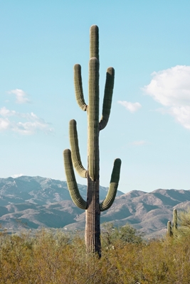 De Saguaro Cactus