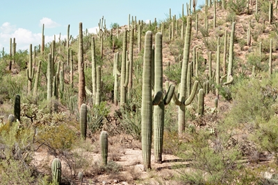 Tausend Kaktus