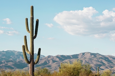 Saguaro Tucson