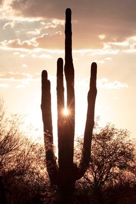 Between the cactus, the Light