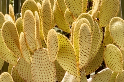 Keltainen Nopal-kaktus