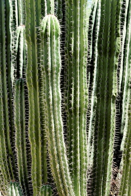 Vihreä kaktus