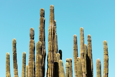 Spitze des Kaktus