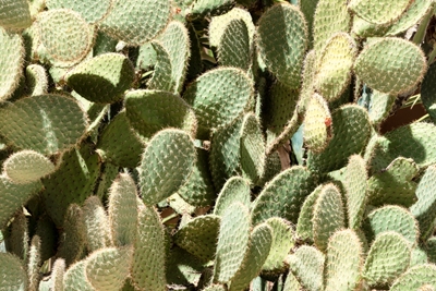 Nopal Opuntia Cactus