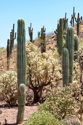 Kaktus-Wüstenhügel