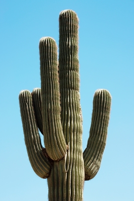 Iso Saguaro-kaktus