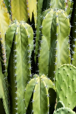 Kaktusový totem