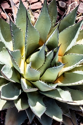 Cuore d'agave