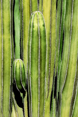 Kaktusová překryvná vrstva