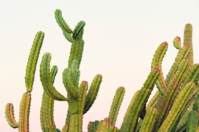 Pastelové kaktusy při západu slunce
