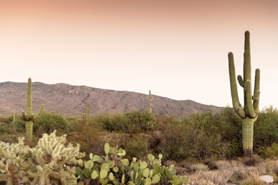 Kaktusové údolí při západu slunce