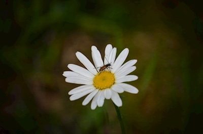 Der Käfer in den Gänseblümchen