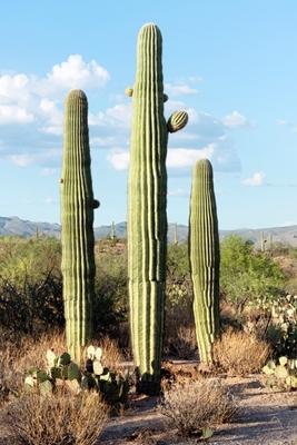 Famiglia di cactus Saguaro