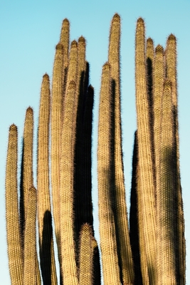 Líneas de cactus