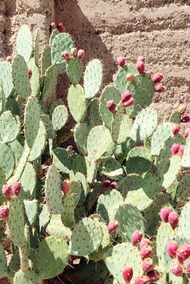 De cactusvijg