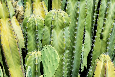 Famille des cactus verts