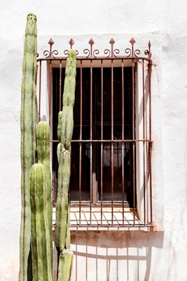 Cactus de fenêtre