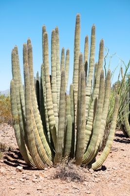 Wielki pustynny kaktus