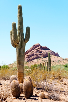 Le cactus géant