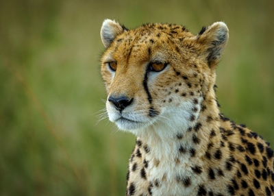 female cheetah  Nashipai
