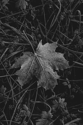 Black and white frosty leaves