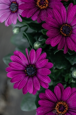 Violetit kukat