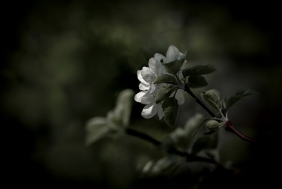 Appel blossom