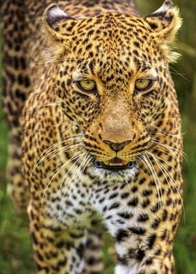 Leopardess Saba 2