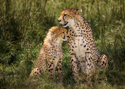 Gepard mit ihrem Jungen