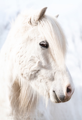 Retrato de um cavalo islandês branco