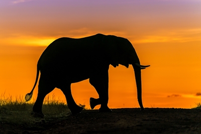 Elephant in silhouette