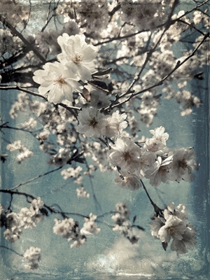 Vintage Cherry Blossom