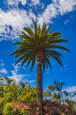 the Palm tree