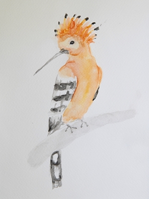 Painting of a Hoopoe