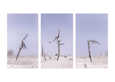 Baumwracks im Winter-Moor