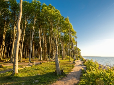 Foresta fantasma sul Mar Baltico