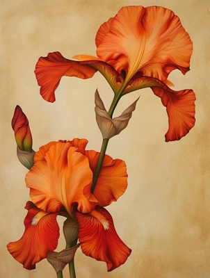 Vintage Iris Blomster 2
