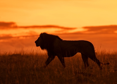 Lion in silhouette