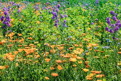 Flower meadow with calendula