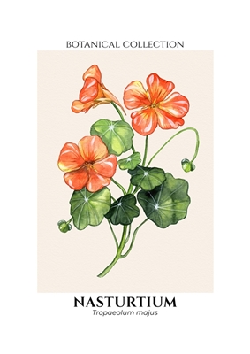 Botanical Nasturtium Flower