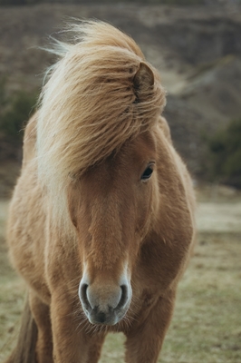 Cavalo islandês